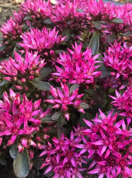 rozchodnik-deep-rose-p9-sadzonka-04l-cykl-rozwojowy-rosliny-wieloletnia