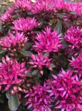 rozchodnik-deep-rose-p9-sadzonka-04l-cykl-rozwojowy-rosliny-wieloletnia