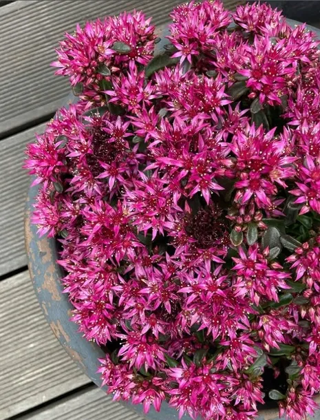 rozchodnik-deep-rose-p9-sadzonka-04l-kraj-polska