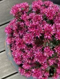 rozchodnik-deep-rose-p9-sadzonka-04l-kraj-polska