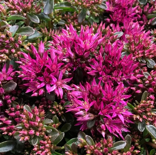 rozchodnik-deep-rose-p9-sadzonka-04l-roslina-w-postaci-sadzonka-w-pojemniku-05-1l-stan-opakowania-oryginalne