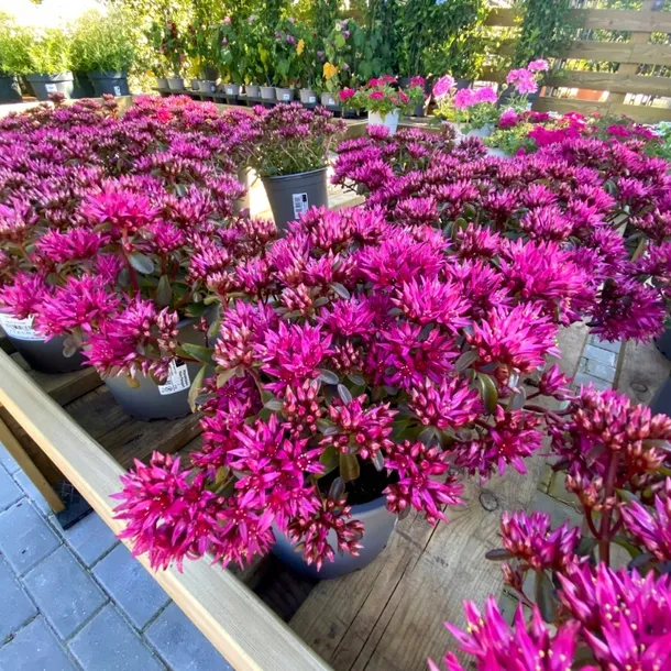 rozchodnik-deep-rose-p9-sadzonka-04l-roslina-w-postaci-sadzonka-w-pojemniku-05-1l-cykl-rozwojowy-rosliny-wieloletnia