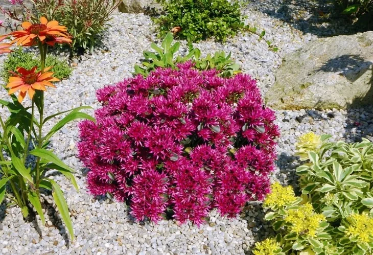 rozchodnik-deep-rose-p9-sadzonka-04l-roslina-w-postaci-sadzonka-w-pojemniku-05-1l-cechy-charakterystyczne-przyjazne-dla-zwierzat-proste-w-pielegnacji-lubiace-slonce