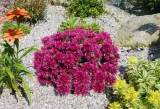 rozchodnik-deep-rose-p9-sadzonka-04l-roslina-w-postaci-sadzonka-w-pojemniku-05-1l-cechy-charakterystyczne-przyjazne-dla-zwierzat-proste-w-pielegnacji-lubiace-slonce