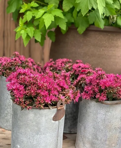 rozchodnik-deep-rose-p9-sadzonka-04l-roslina-w-postaci-sadzonka-w-pojemniku-05-1l-kraj-polska