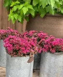 rozchodnik-deep-rose-p9-sadzonka-04l-roslina-w-postaci-sadzonka-w-pojemniku-05-1l-kraj-polska