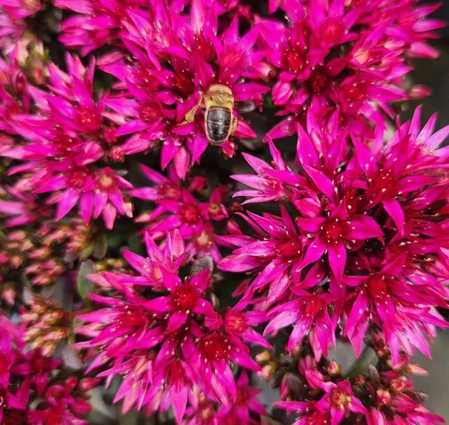 rozchodnik-deep-rose-p9-sadzonka-04l-stan-opakowania-oryginalne-roslina-w-postaci-sadzonka-w-pojemniku-05-1l