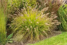 rozplenica-japonska-hameln-gold-pennisetum-zlota-trawa-ozdobna