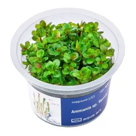ammania-sp-bonsai-rotala-indica-roslina-akwariowa-in-vitro-kubek-6cm