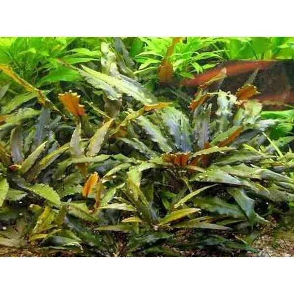 cryptocoryna-wendtii-brown-koszyk-rosliny-akwarium