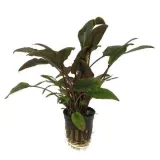 cryptocoryna-wendtii-brown-koszyk-rosliny-akwarium-wysokosc-minimalna-5-cm
