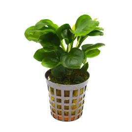 anubias-coin-leaf-roslina-do-akwarium-koszyk