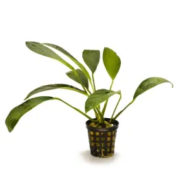 anubias-congensis-f-waskolistny-epifit-latwy-roslina-do-akwarium-koszyk