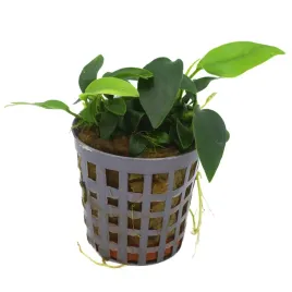 masta-anubias-nana-mini-koszyk-roslina-do-akwarium