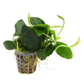 masta-anubias-nana-roslina-do-akwarium