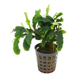 masta-bucephalandra-green-velvet-roslina-do-akwarium-koszyk