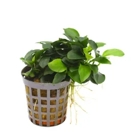 masta-anubias-bonsai-roslina-do-akwarium-koszyk