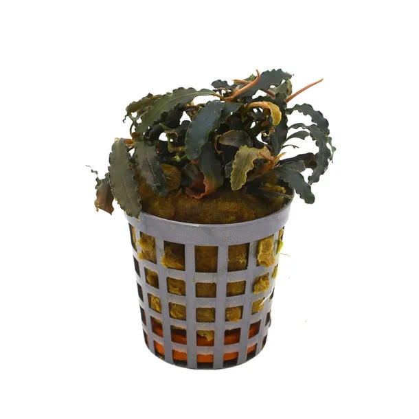 masta-bucephalandra-biblis-roslina-do-akwarium-koszyk-rodzaj-rosliny-przydenne