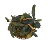 masta-bucephalandra-biblis-roslina-do-akwarium-koszyk-wysokosc-minimalna-2-cm