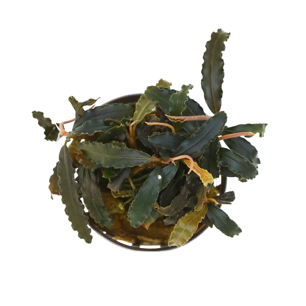 masta-bucephalandra-biblis-roslina-do-akwarium-koszyk