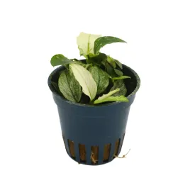 masta-anubias-pinto-roslina-do-akwarium-koszyk