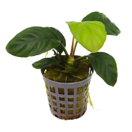 masta-anubias-coffefolia-roslina-do-akwarium-koszyk