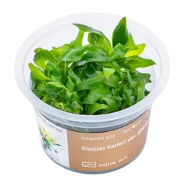 aqua-art-anubias-barteri-var-glabra-in-vitro-kubek-6cm