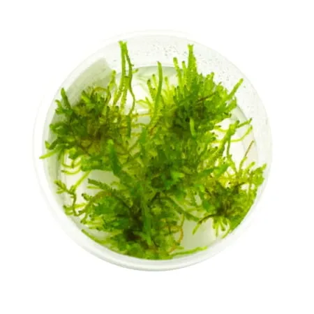 peacock-moss-mech-kubek-5cm-in-vitro-rodzaj-mchy-i-watrobowce