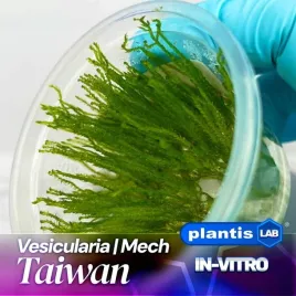 taiwan-moss-taxiphyllum-allternans-mech-kubek-5cm-in-vitro