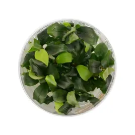 bucephalandra-sp-wavy-green-in-vitro-roslina-na-korzen-kubek-10cm