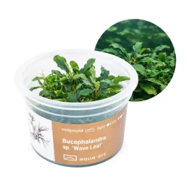 bucephalandra-sp-wave-leaf-roslina-na-korzen-kubek-6cm-in-vitro