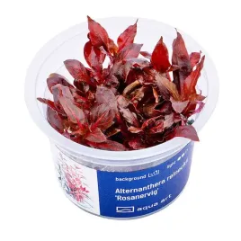 alternanthera-reineckii-rosanervig-in-vitro-roslina-do-akwarium-kubek-6cm