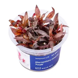 alternanthera-reineckii-purple-in-vitro-kubek-6cm-roslina-do-akwarium