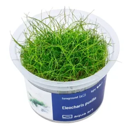 eleocharis-parvula-in-vitro-kubek-6cm-trawnik-roslina-do-akwarium-i-plan
