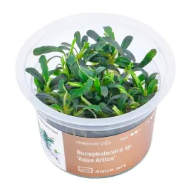 bucephalandra-aqua-artica-in-vitro-kubek-6cm-roslina-do-akwarium