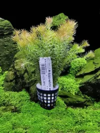 rotala-wallichii-okolkowa-koszyk-xxl