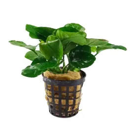 anubias-rondo-f-na-korzen-epifit-rarytas-roslina-do-akwarium-koszyk