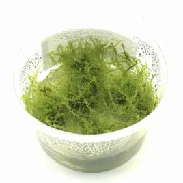 mech-vesicularia-stringy-moss-invitro-kubek-5cm