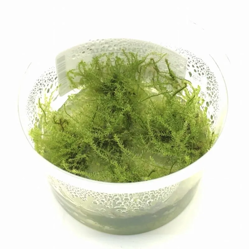 mech-vesicularia-stringy-moss-invitro-kubek-5cm