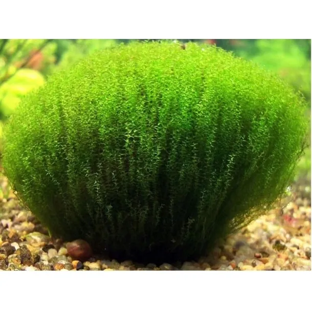mech-vesicularia-stringy-moss-invitro-kubek-5cm-rodzaj-mchy-i-watrobowce