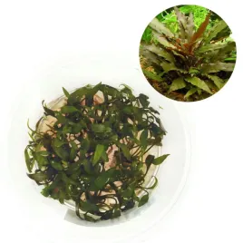 cryptocoryne-becketti-roslina-do-akwarium-in-vitro-kubek-10cm