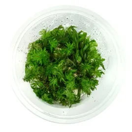 rotala-vietnam-in-vitro-kubek-10cm