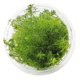 myriophyllum-sp-guyana-in-vitro-kubek-10cm-roslina-do-awarium
