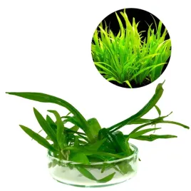 echinodorus-latifolius-in-vitro-porcja-5-sadzonek-zabienica