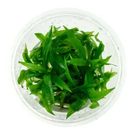 echinodorus-latifolius-in-vitro-kubek-10-cm
