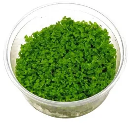 micranthemum-monte-carlo-trawnik-in-vitro-kubek-10cm