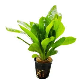 echinodorus-parviflorus-tropica-zabienica-mini-koszyk-roslina-do-akwarium
