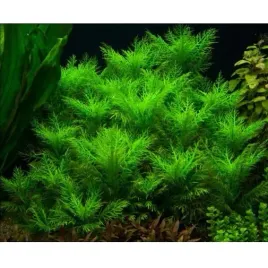 hygrophila-balsamica-nadwodka-pachnaca-koszyk-xxl-roslina-do-akwarium