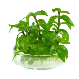 staurogyne-repens-in-vitro-porcja