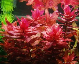 rotala-macrandra-wspaniala-5szt-in-vitro-roslina-do-akwarium